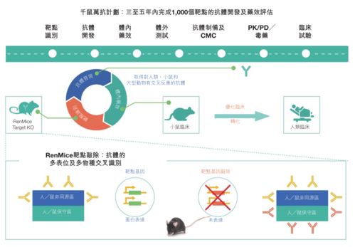 中國版“再生元”崛起 百奧賽圖攜基因編輯鼠平臺赴港IPO，開啟抗體藥物研發新篇章