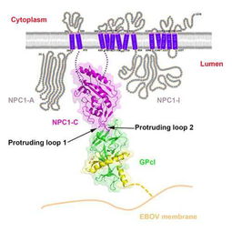 2016中國生物科學突破巡禮 十大重磅研究角逐年度桂冠