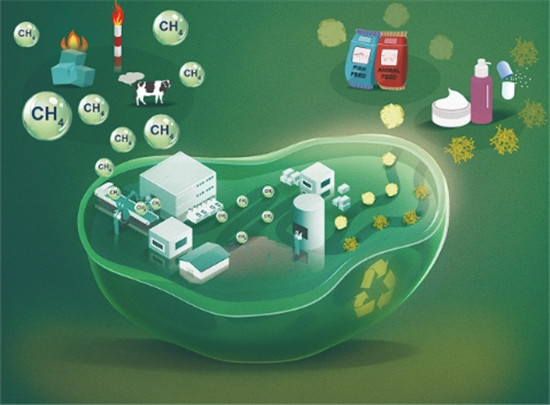 西安交通大學費強團隊在生物利用甲烷創制大分子產品研究中取得重要突破